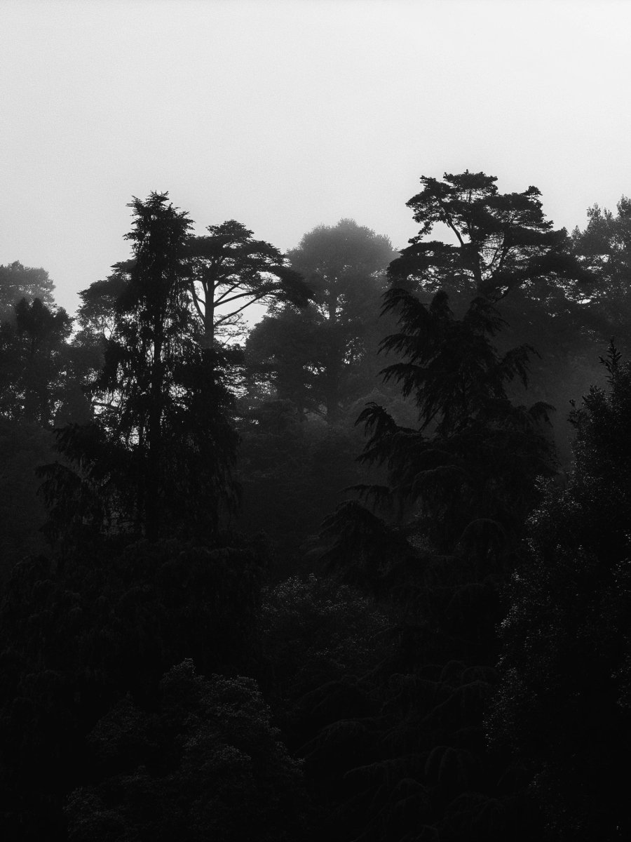 Forest in the Fog