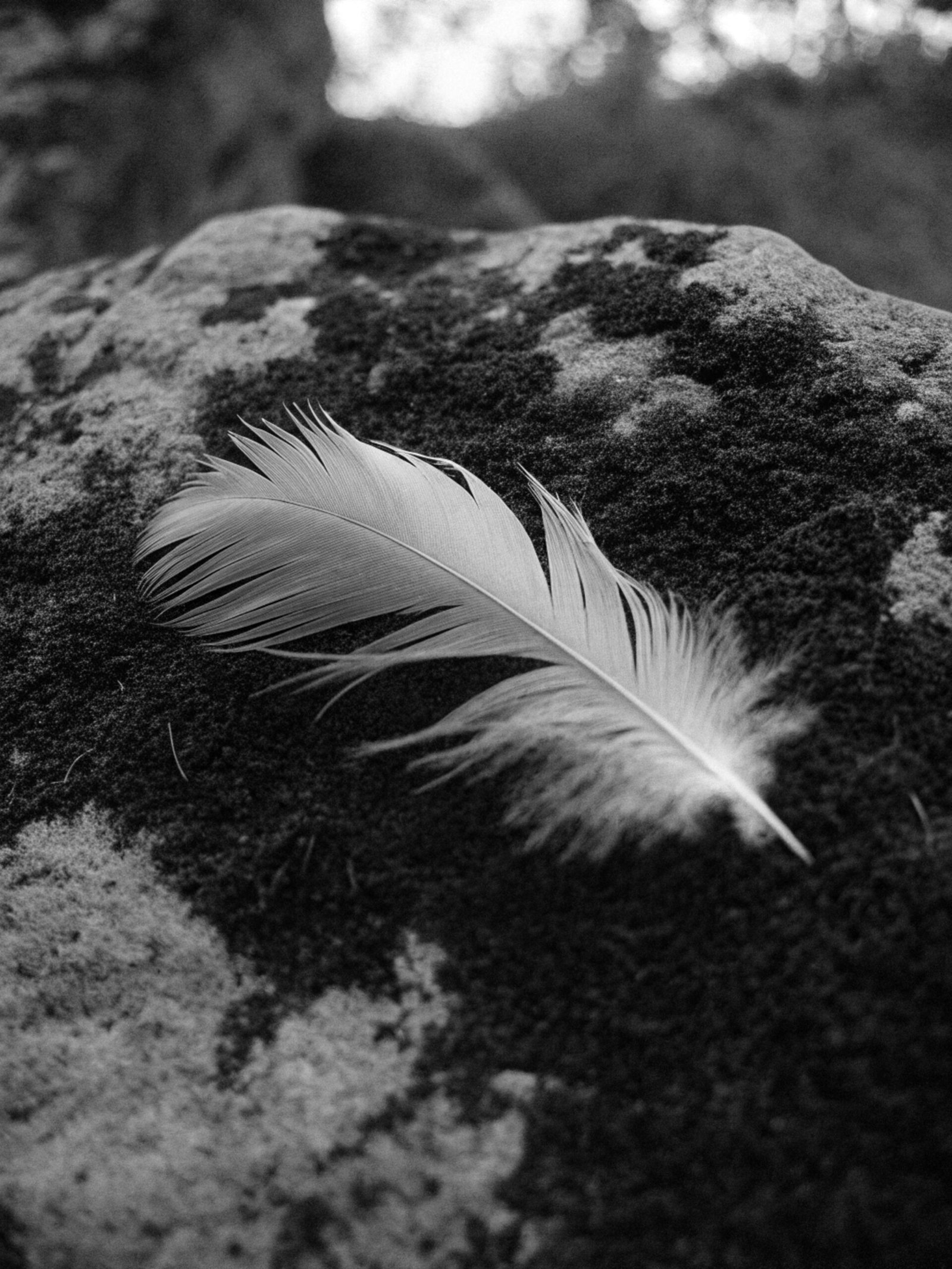 Feather on Moss