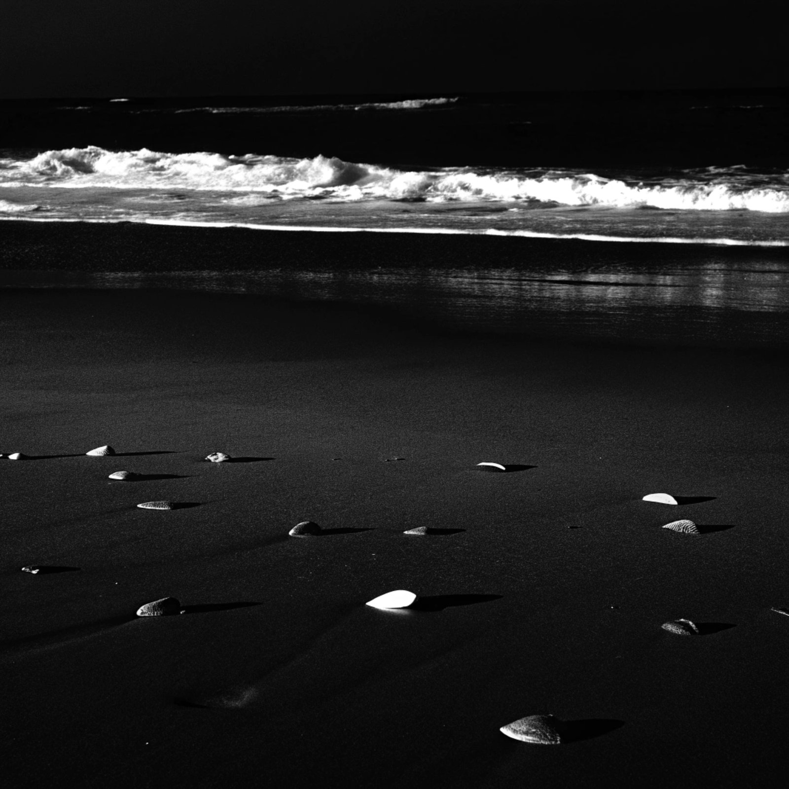 Seashells on the Beach