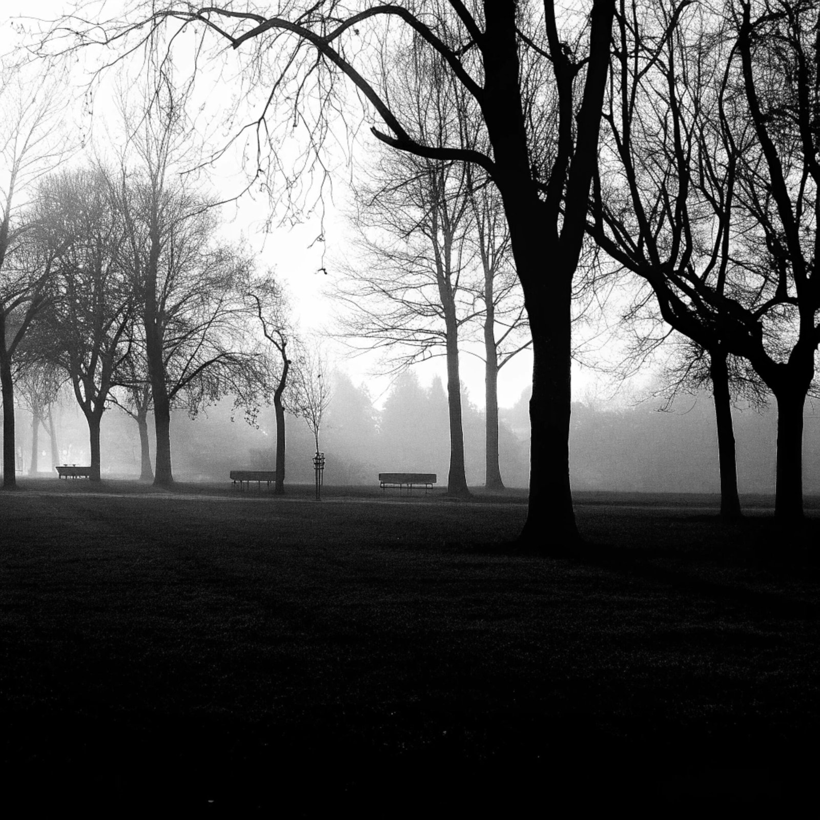 Foggy City Park