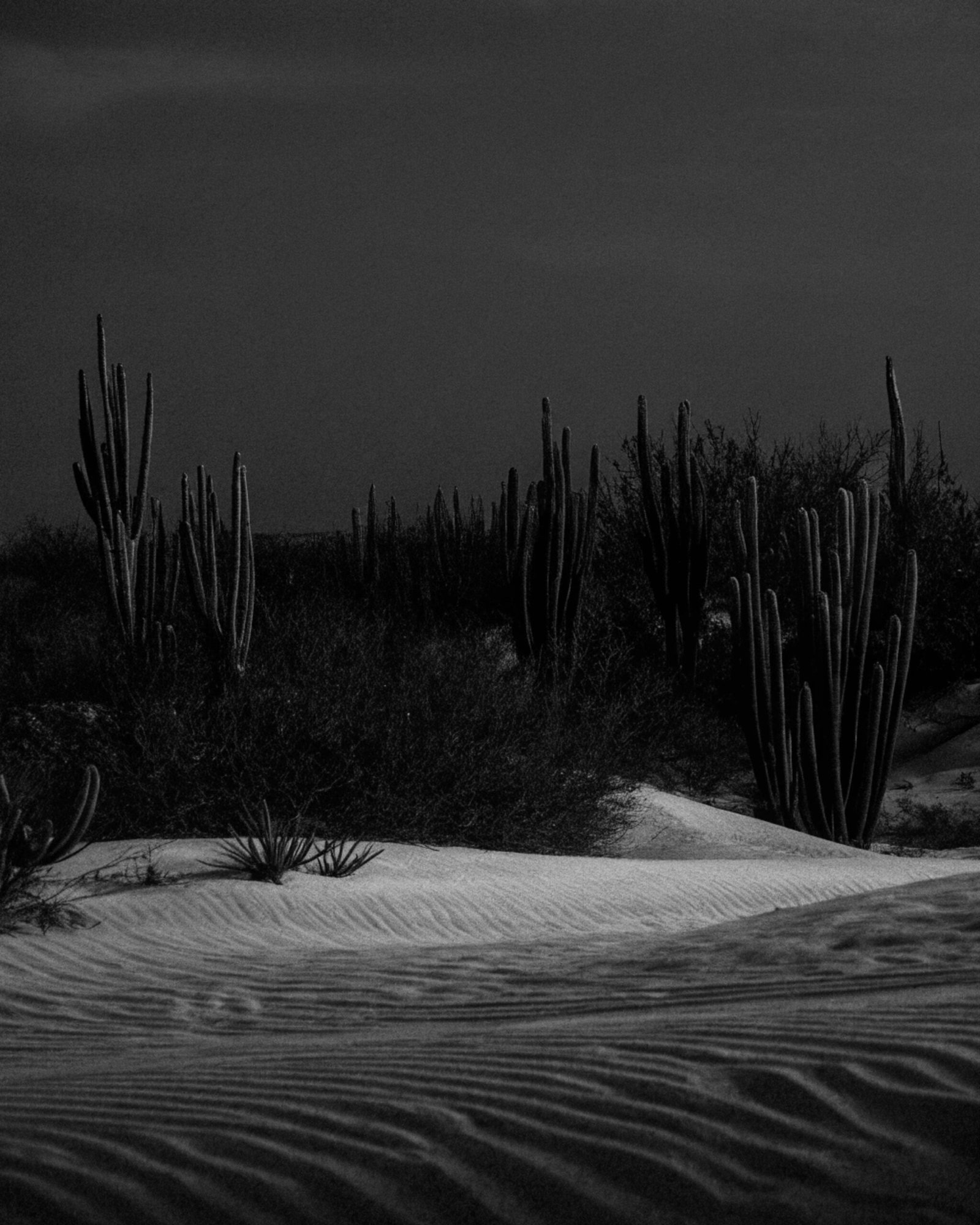 Windswept Desert