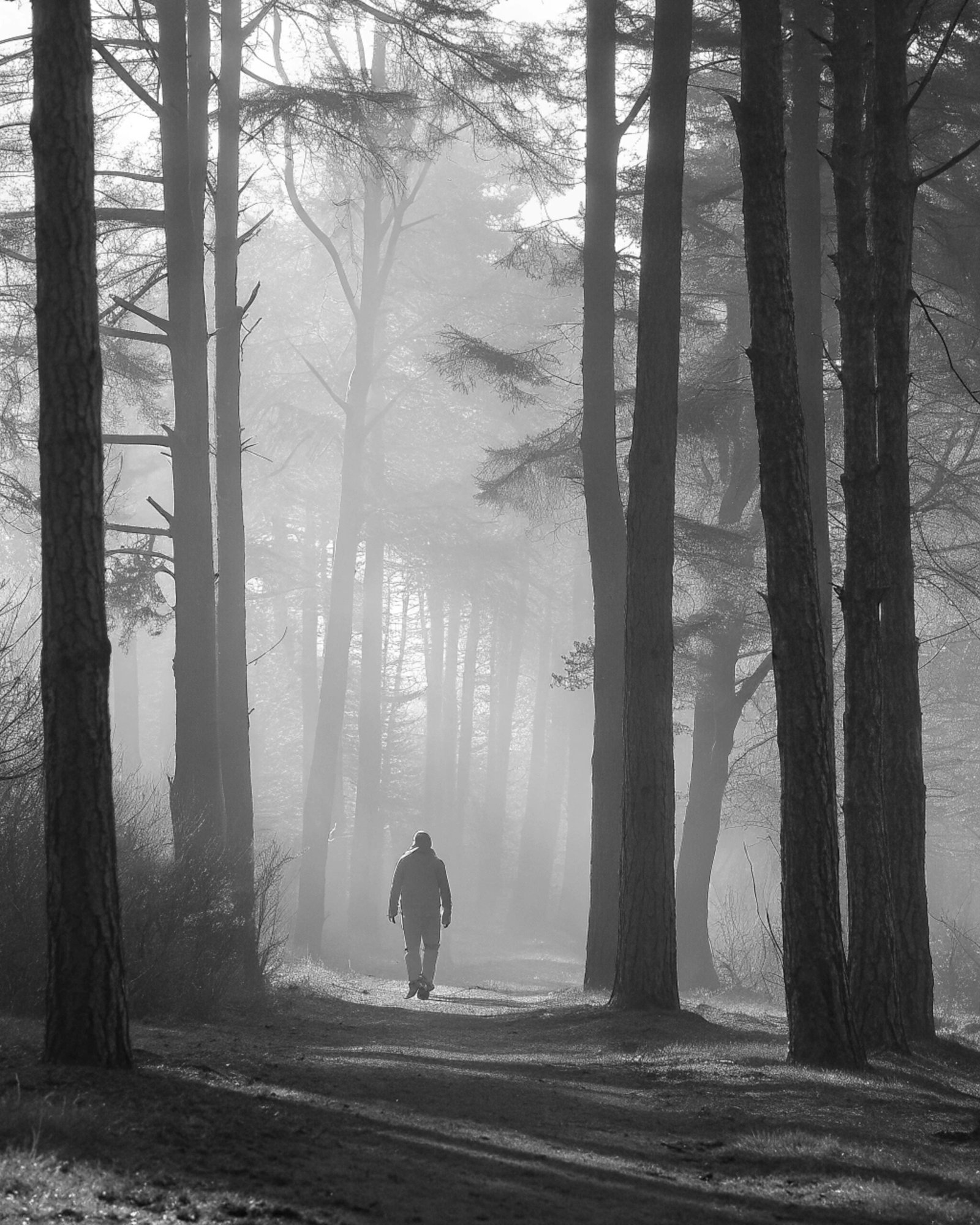 Misty Forest Walker