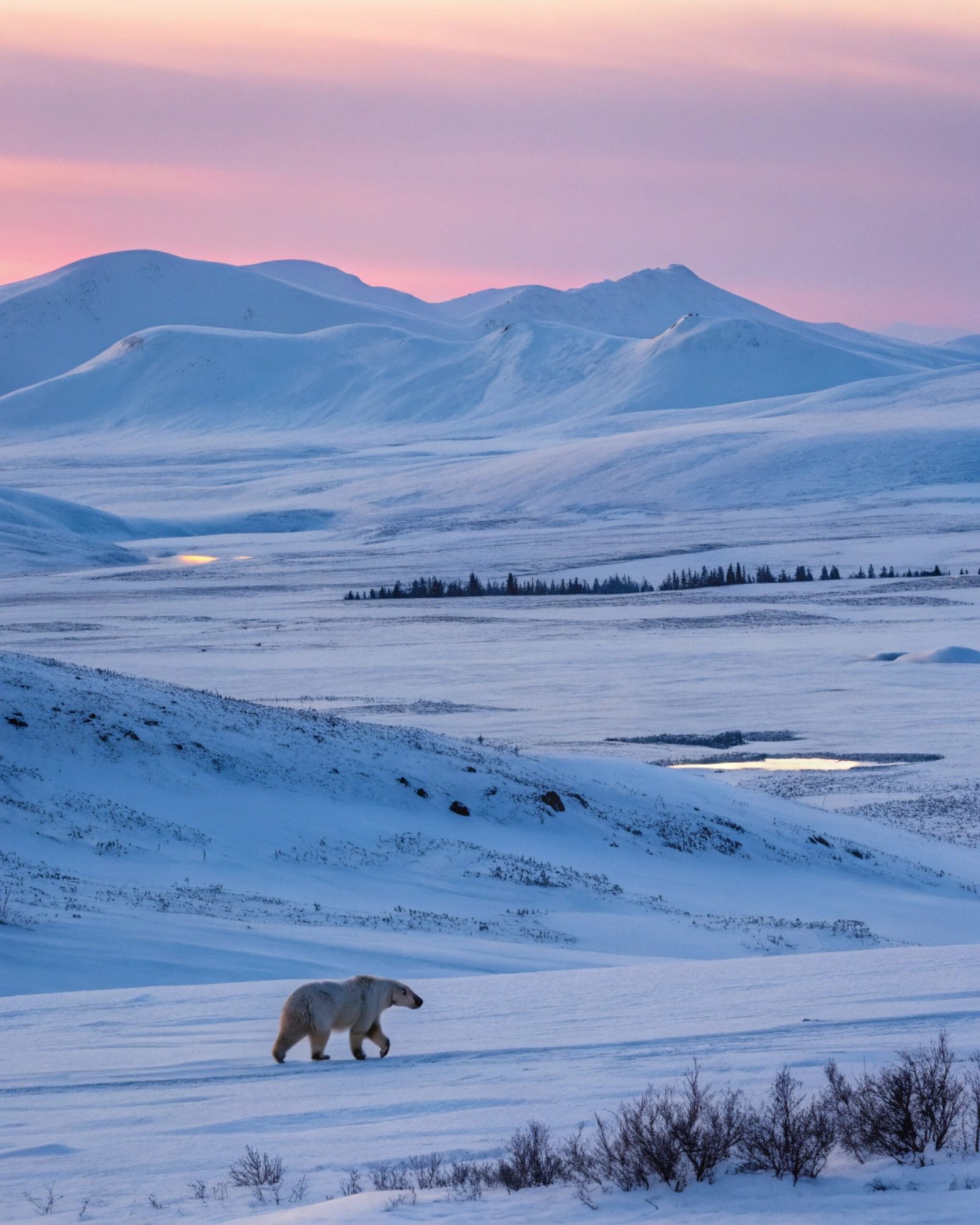 Tundra Polar Bear