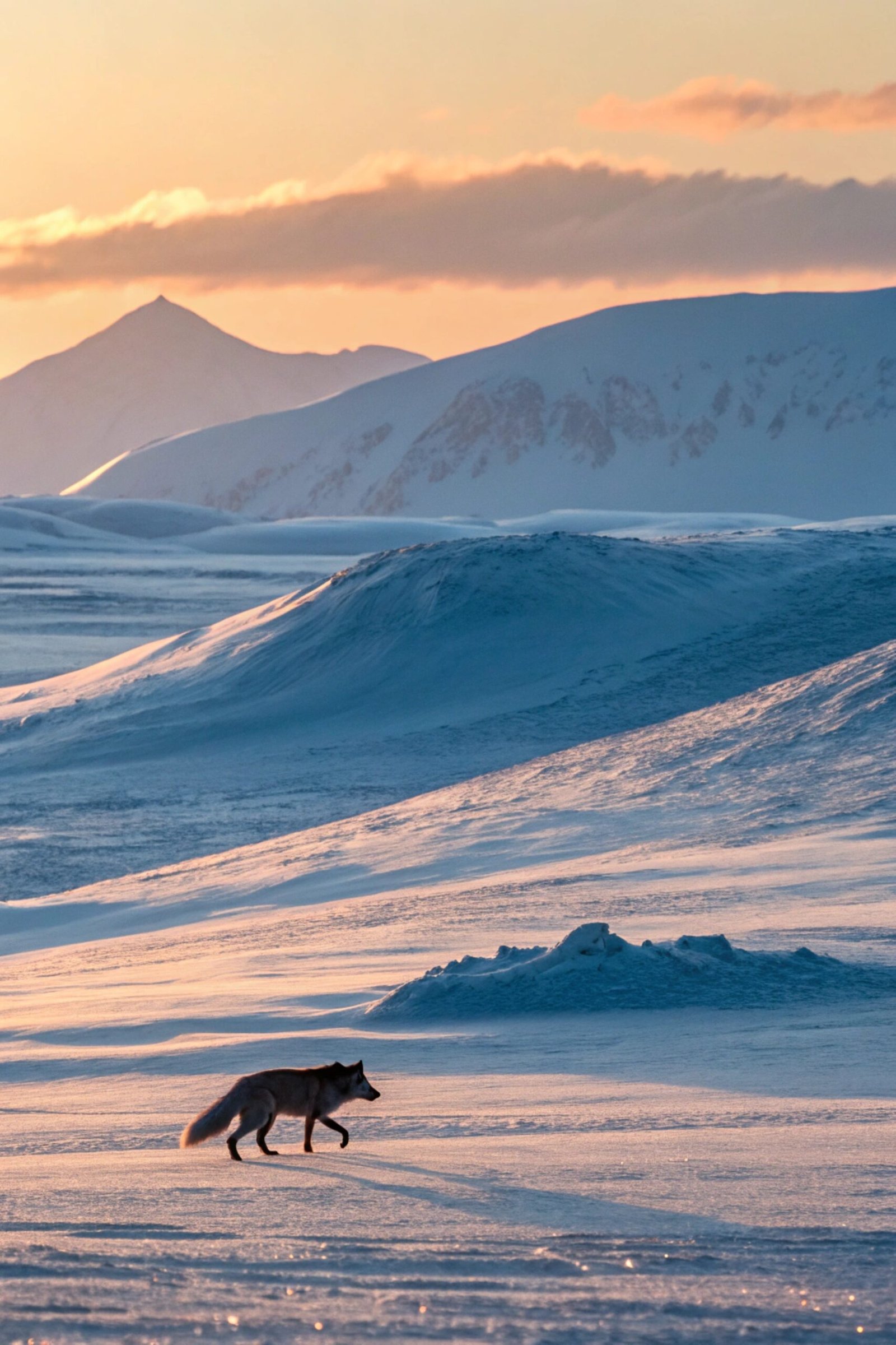 Tundra with Arctic Fox