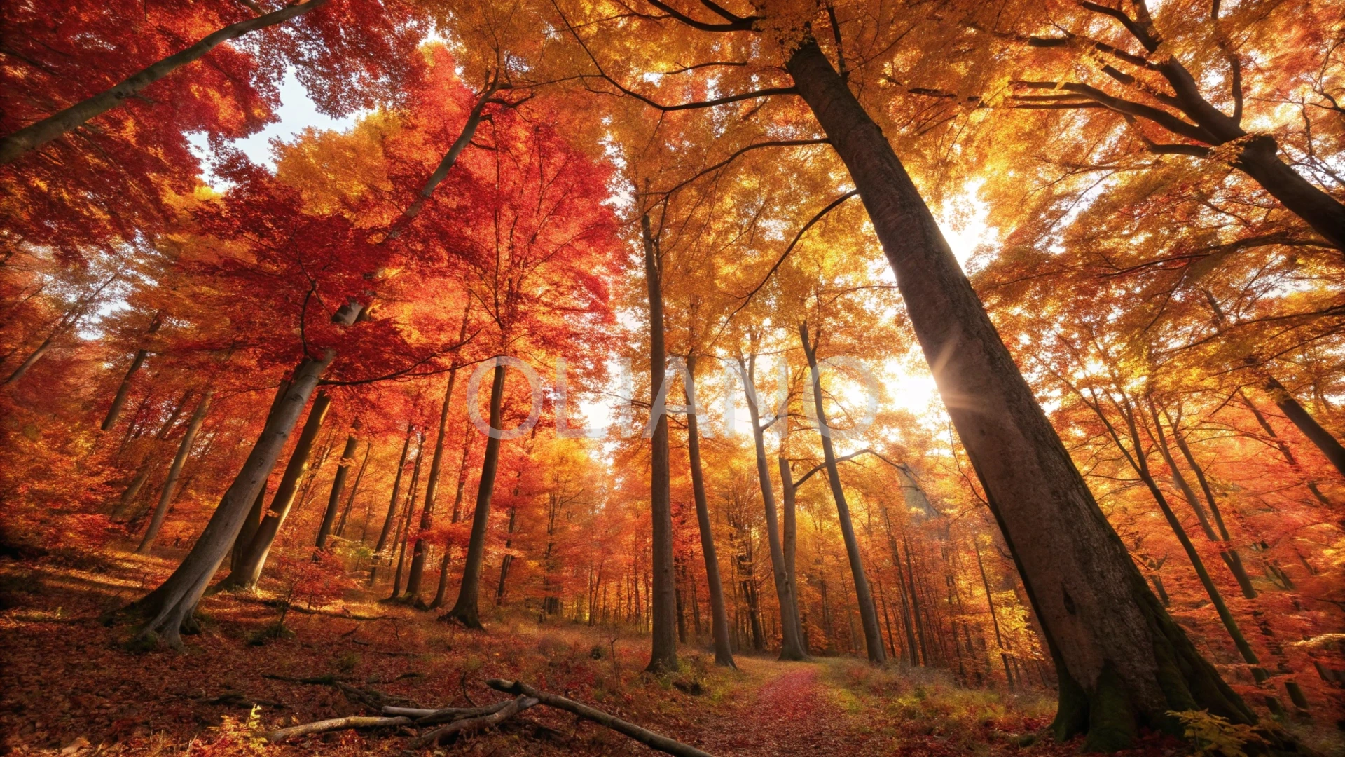 Fiery Autumn Forest