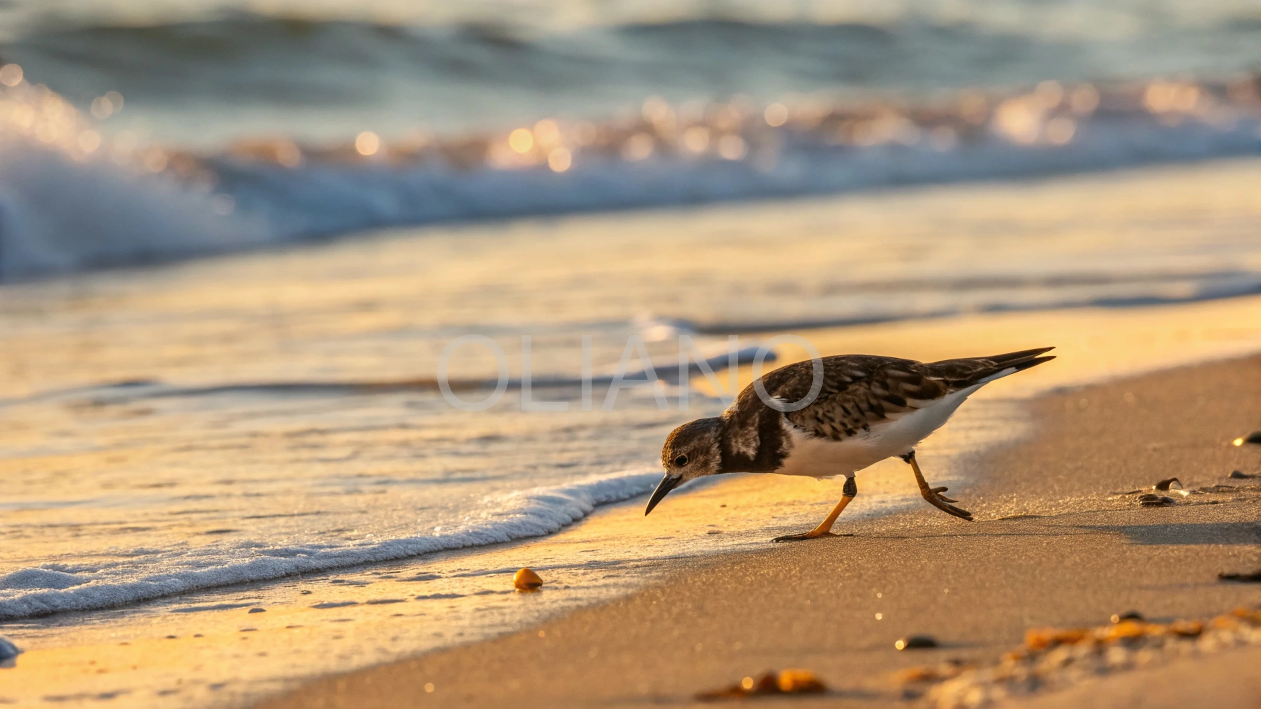 Turnstone’s Coastal Probe