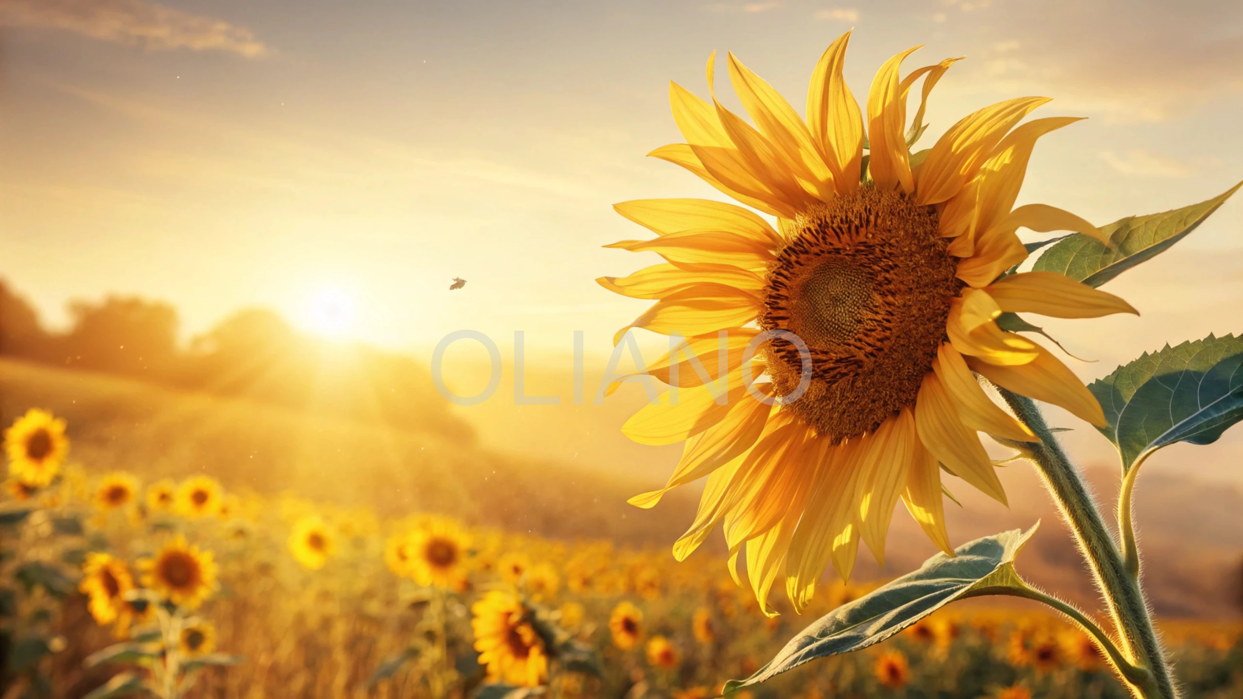 Sunflower Summer Radiance