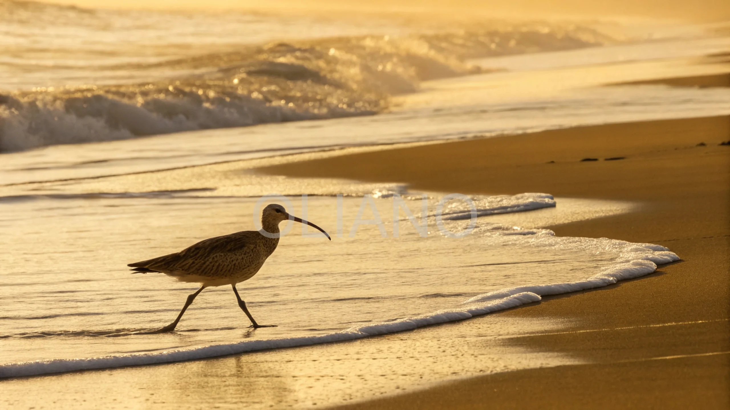 Whimbrel’s Coastal Needle