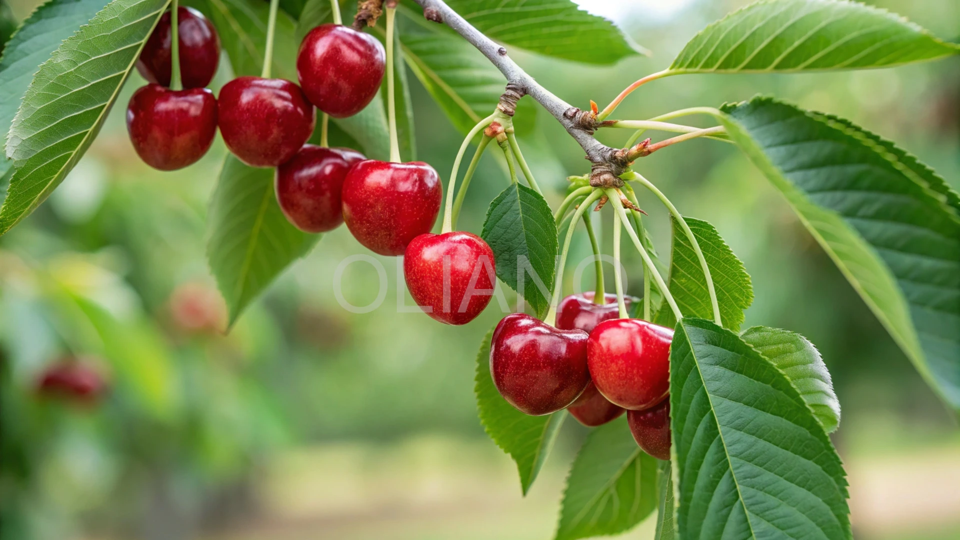 Ripe Summer Cherries