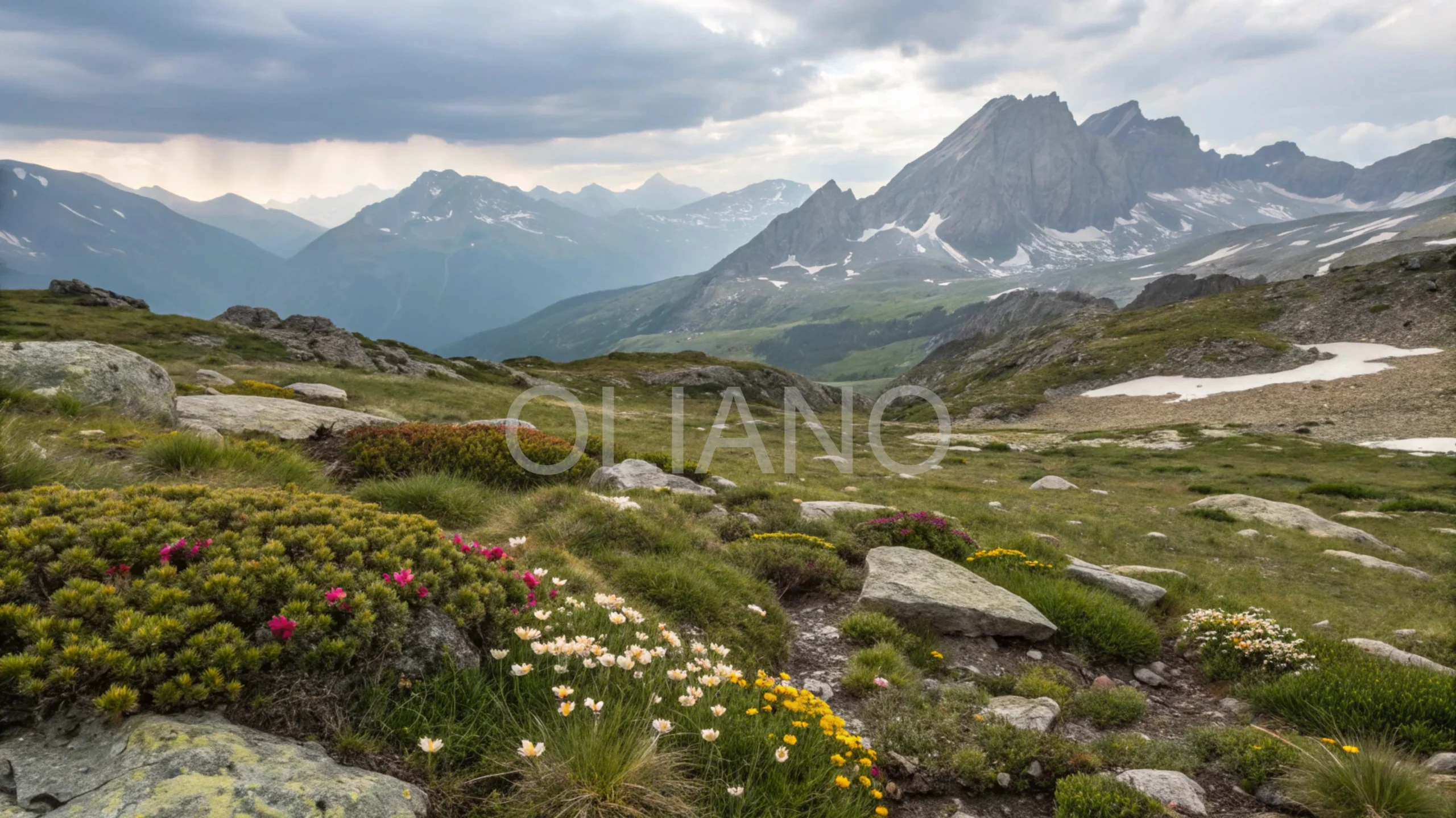 Tenacious Alpine Flora