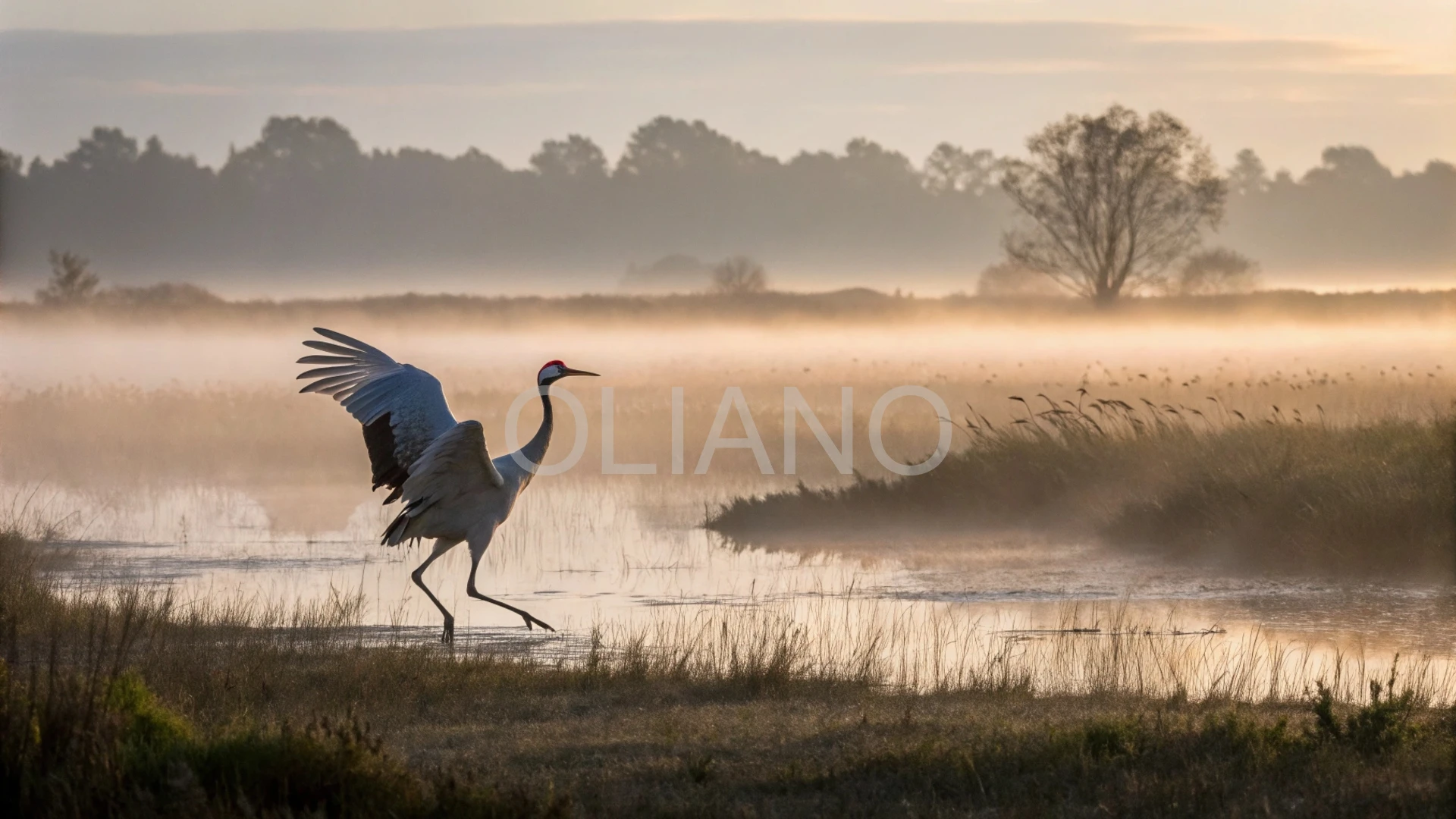 Crane’s Wetland Dance