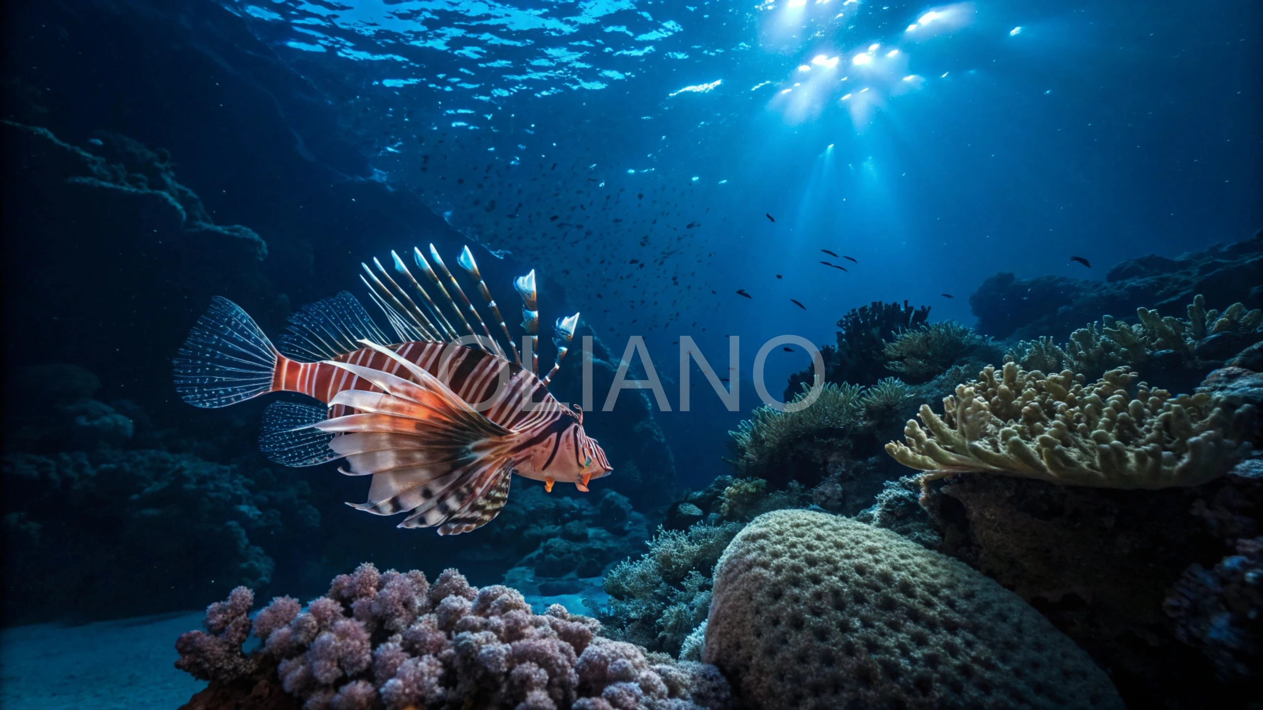 Lionfish’s Reef Fan