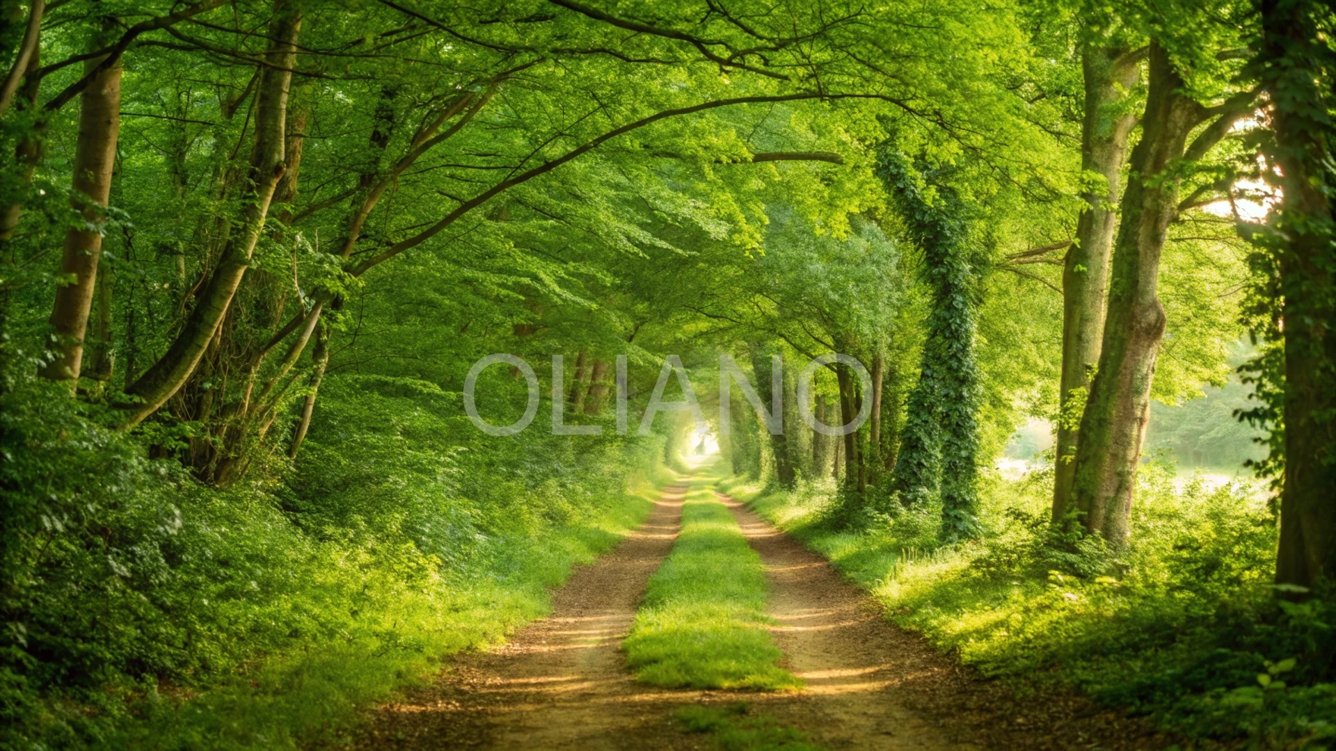 Sun-Dappled Forest Path