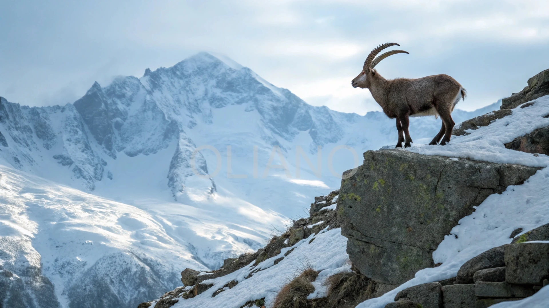 Ibex’s Frosty Crown