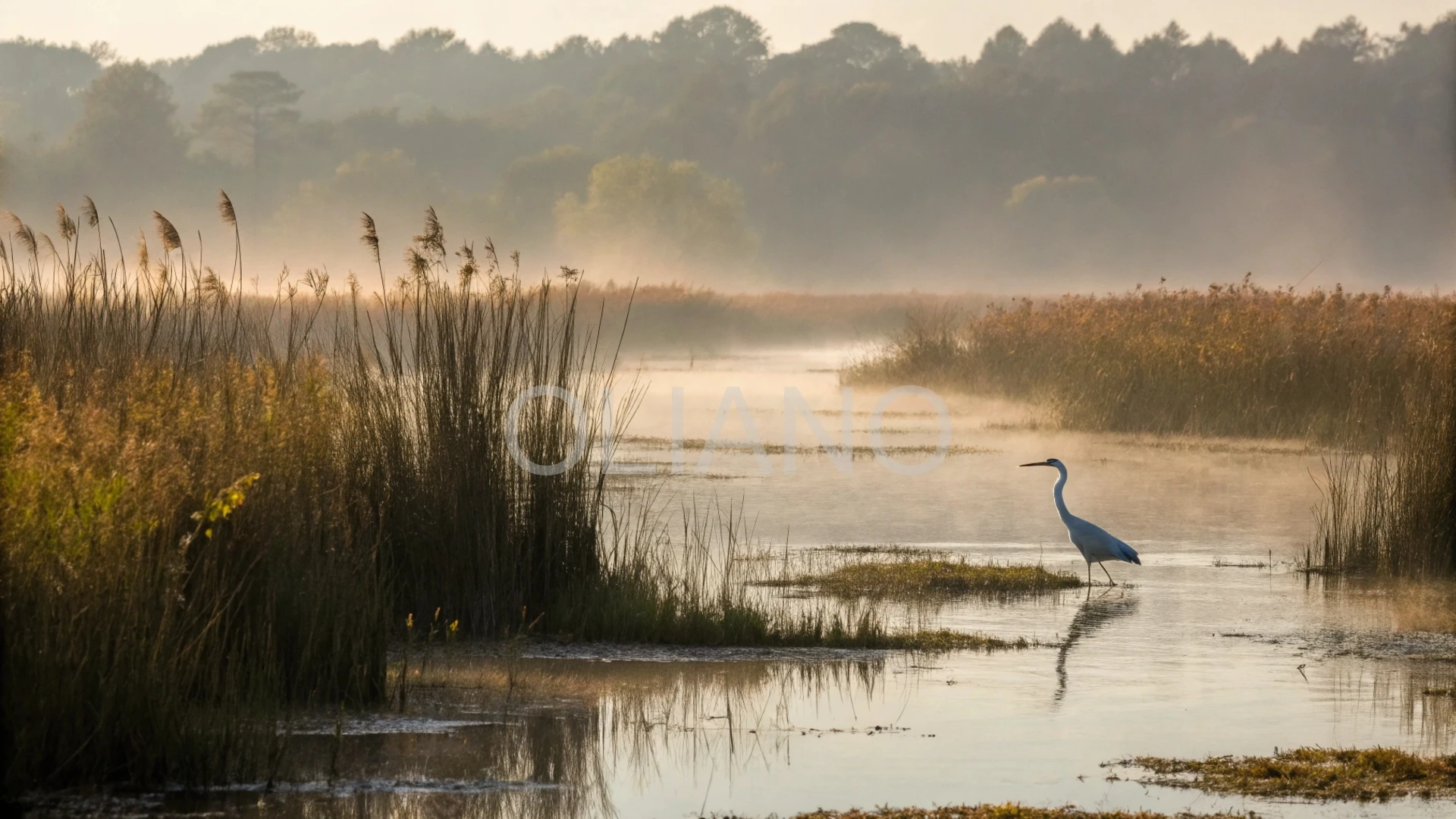 Heron Mist
