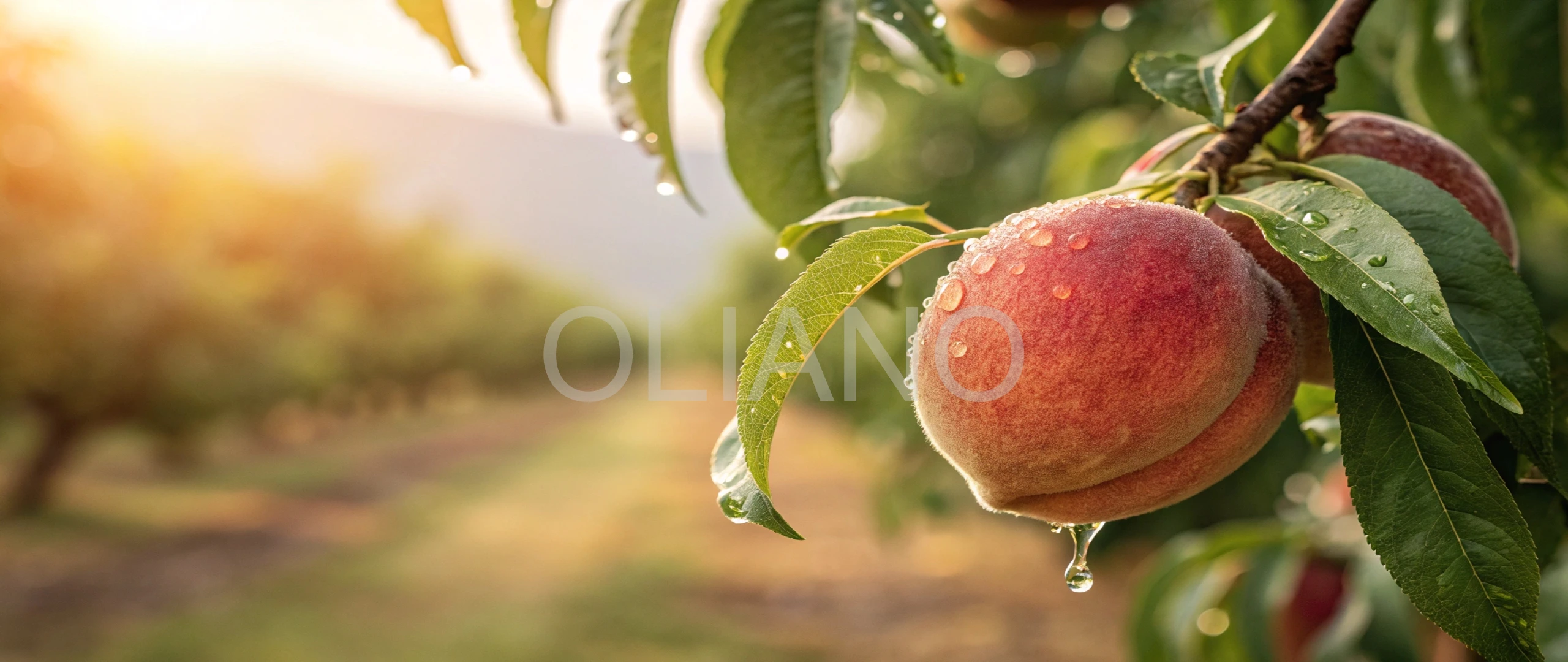 Peach Summer Juiciness