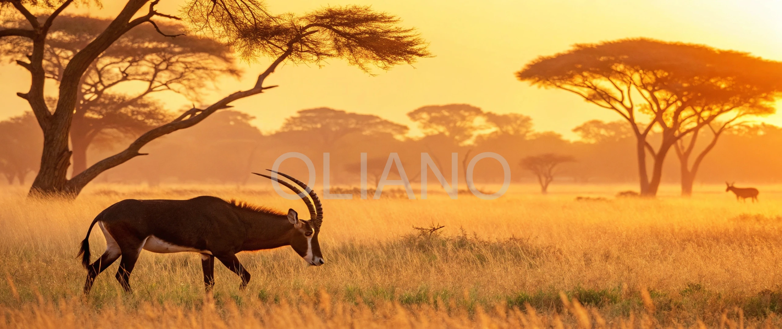 Sable Antelope’s Savanna Lyre