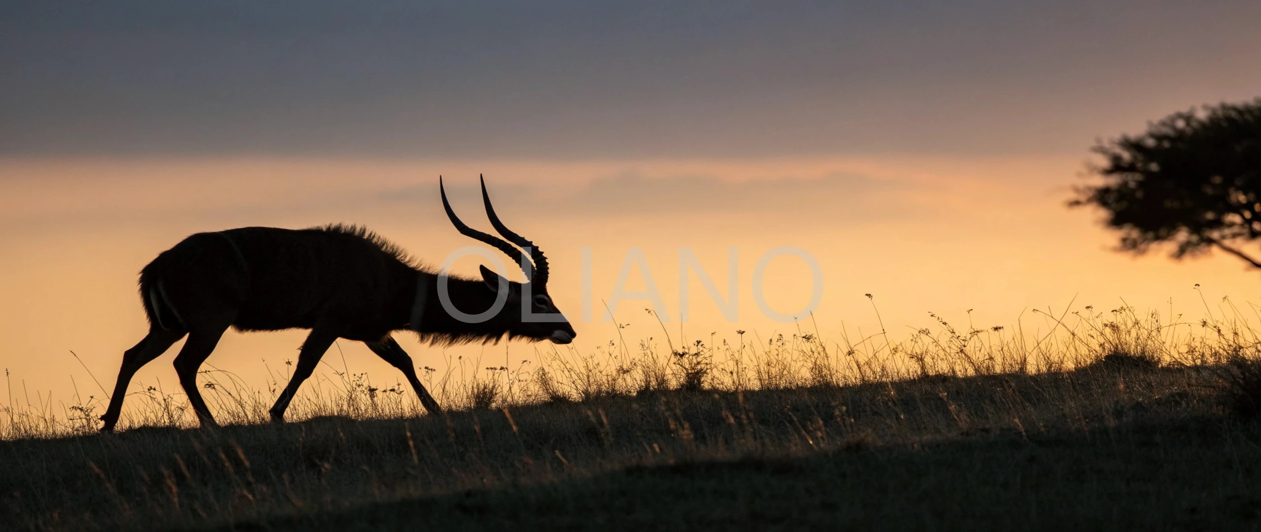 Sitatunga’s Dusk Lyre