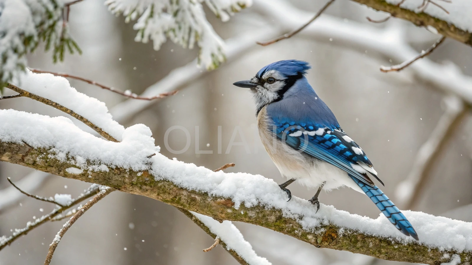 Blue Jay Winter Perch