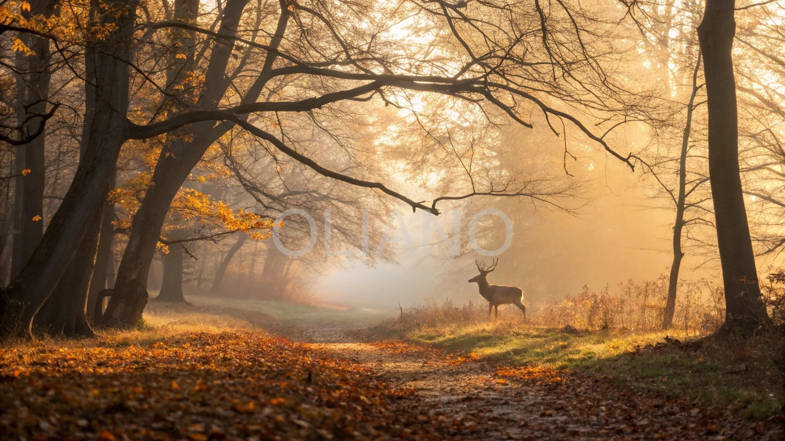 Misty Autumn Dawn