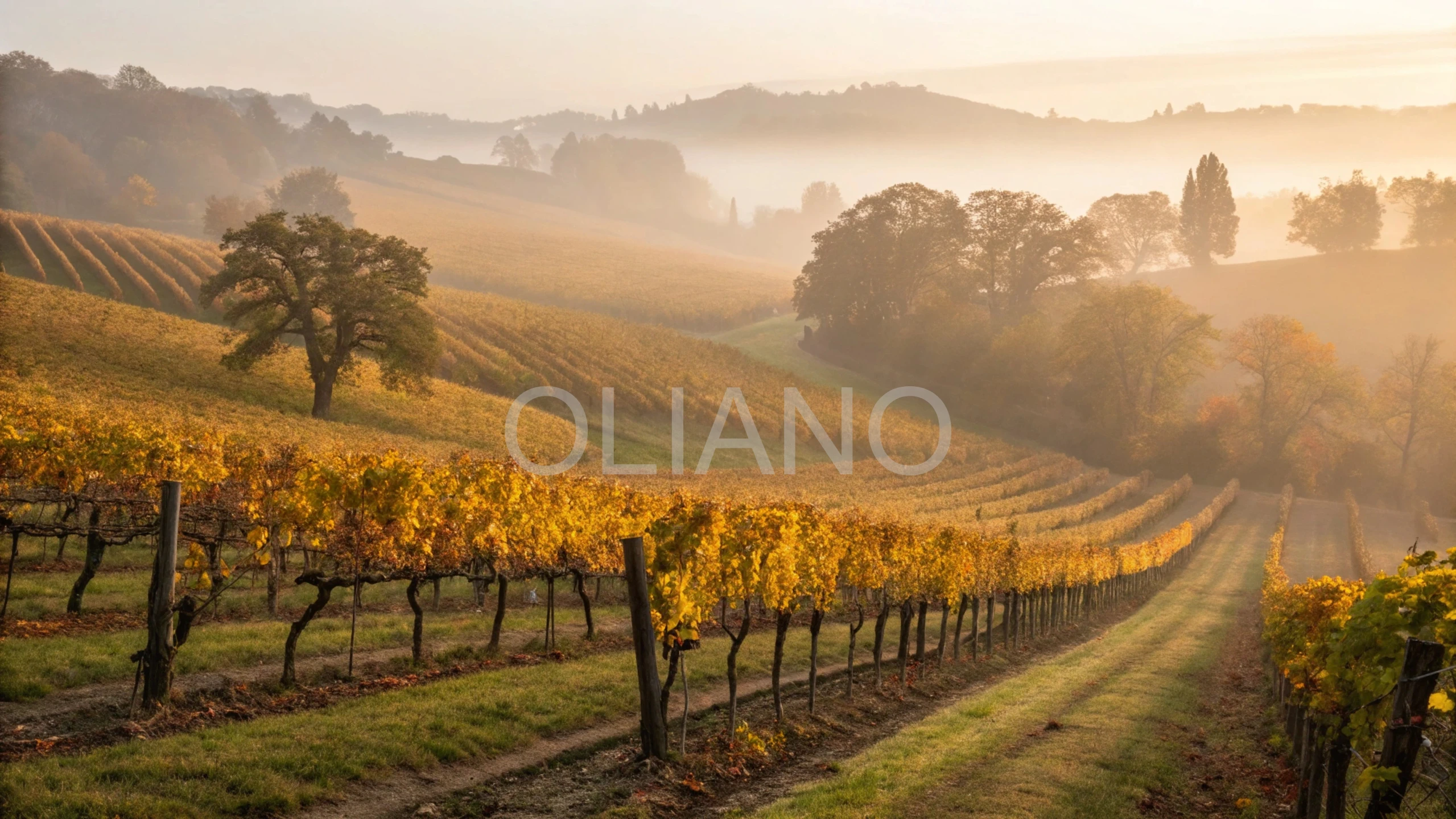 Foggy Autumn Vineyard