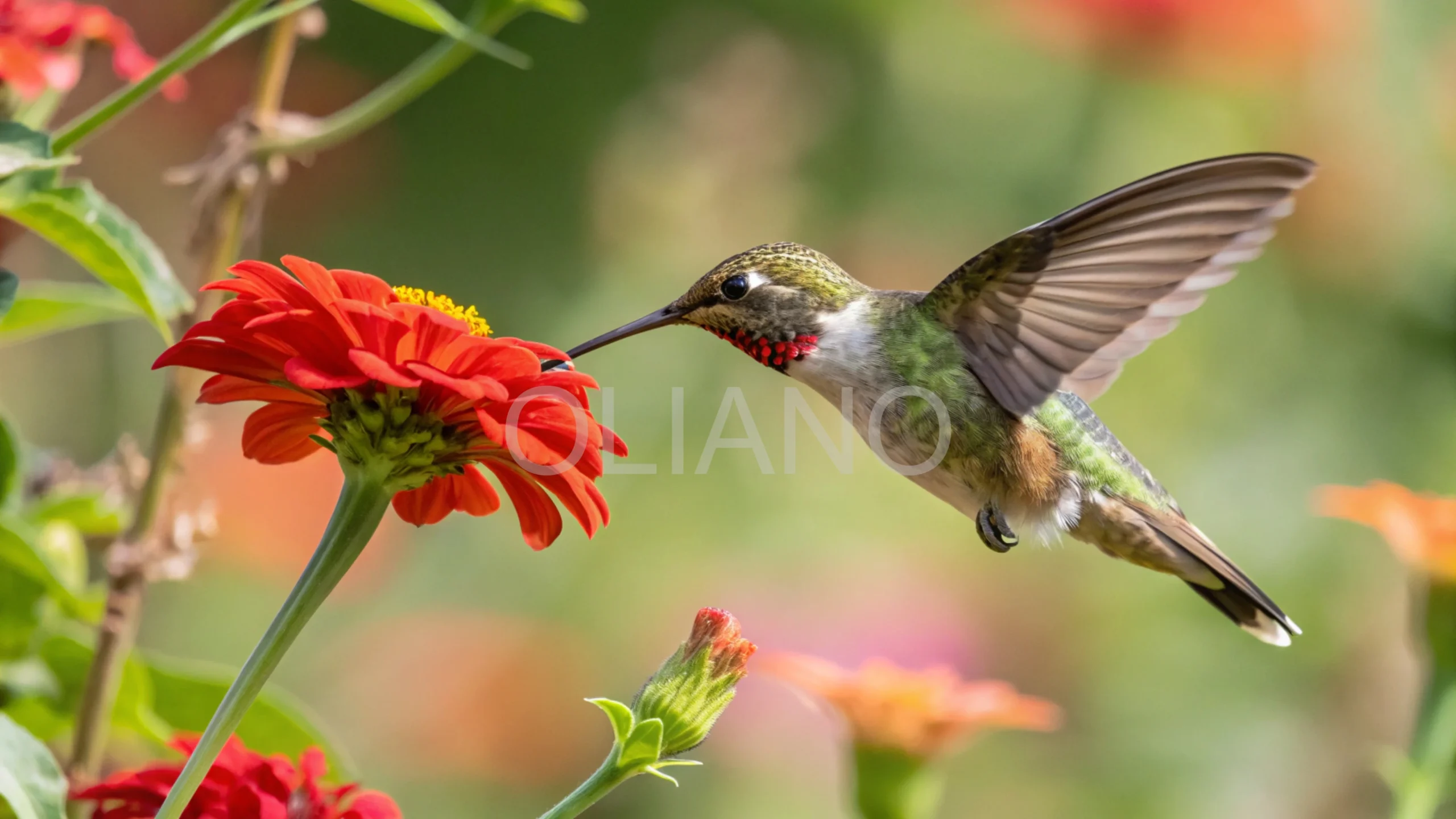 Hummingbird Summer Nectar