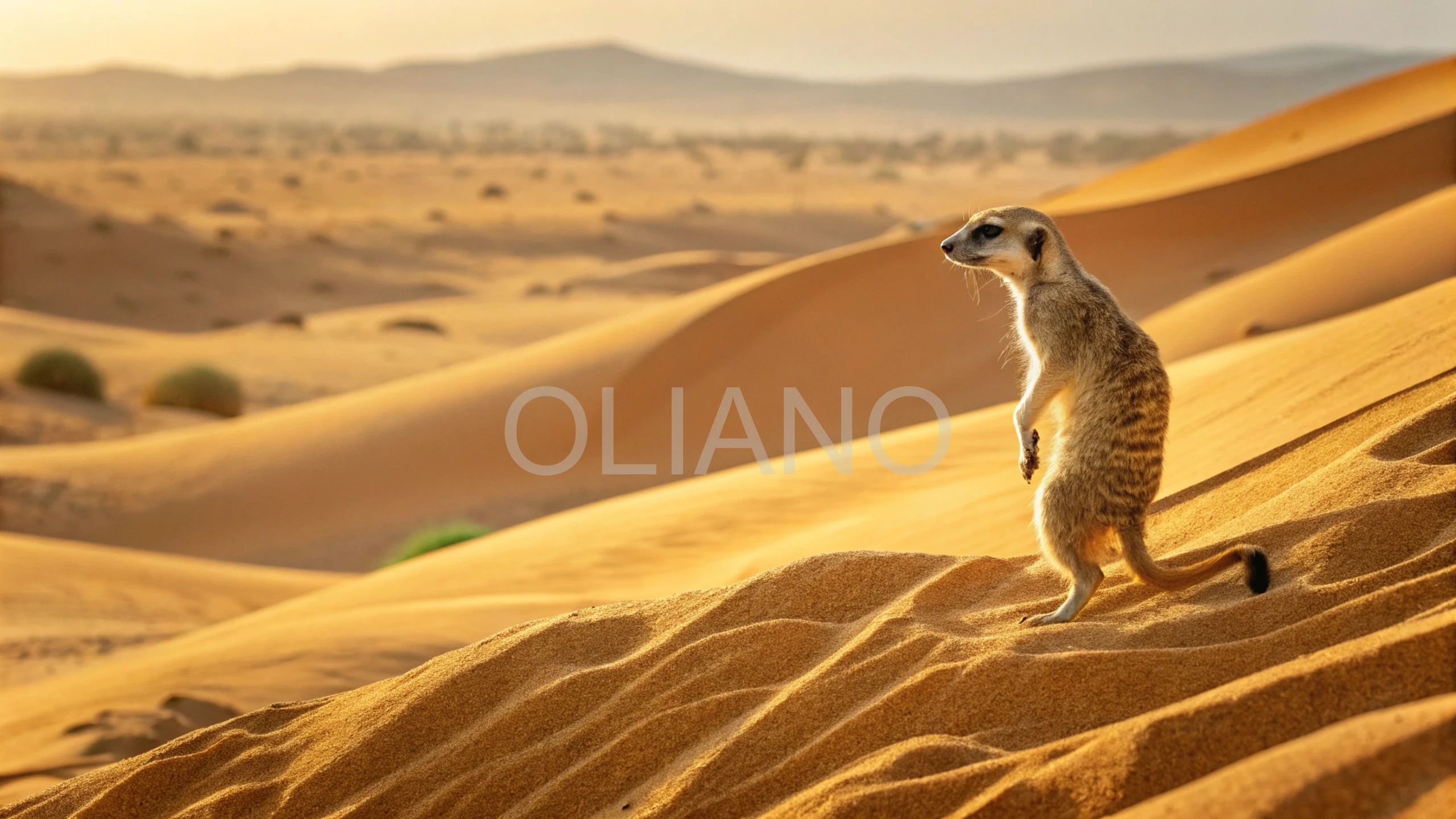 Meerkat’s Desert Spark