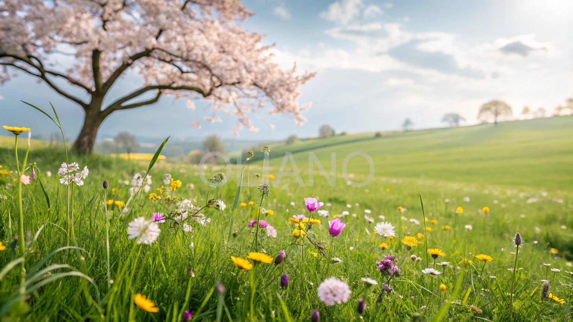 Spring Meadow Rebirth
