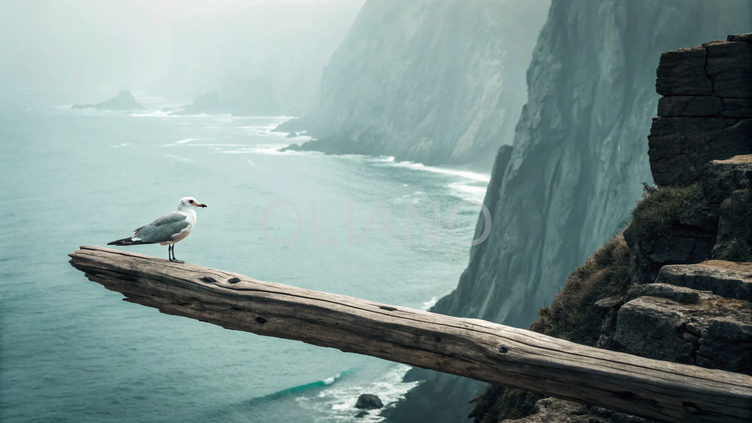 Gull Feather Cliff Edge