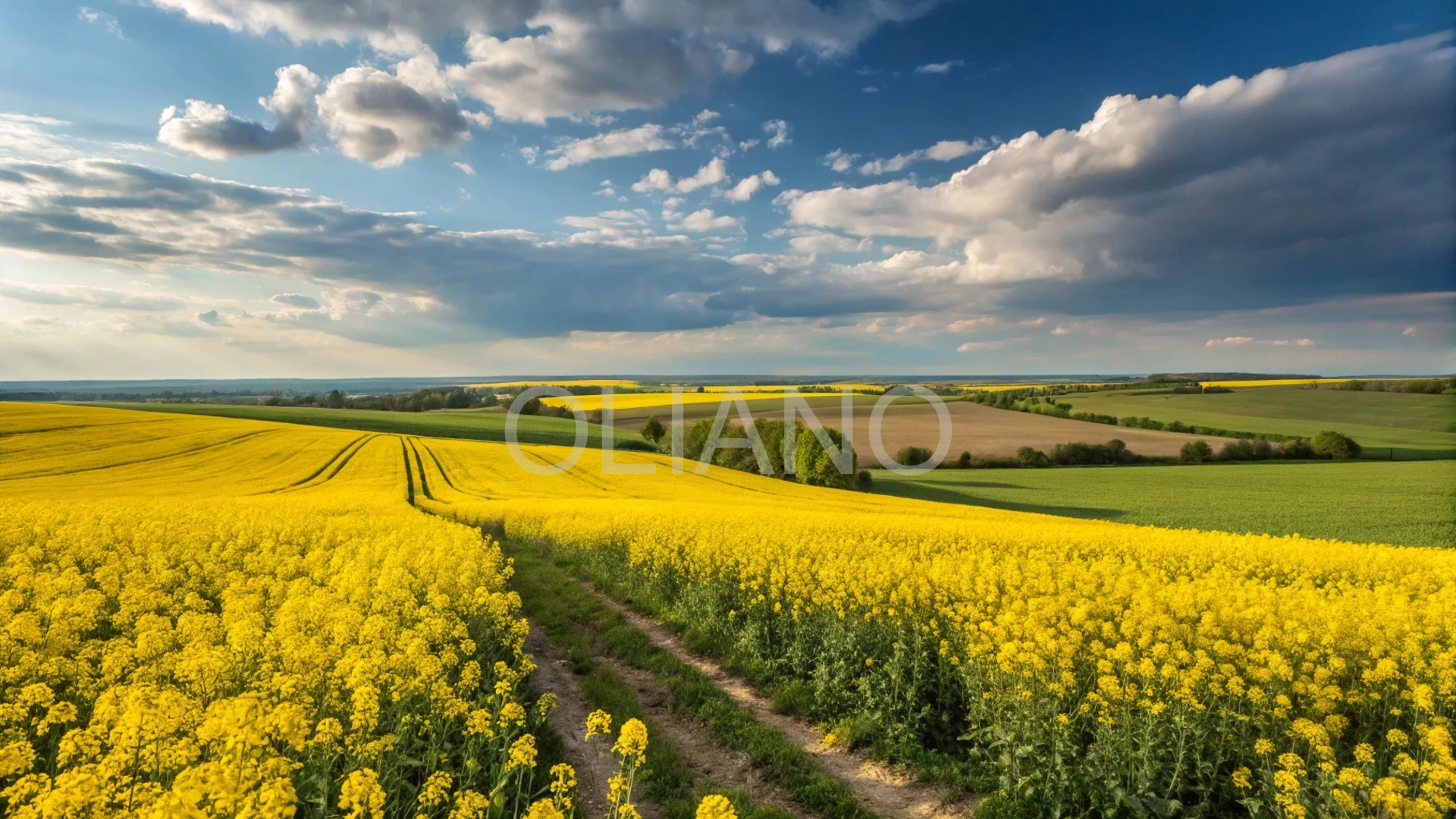 Golden Rapeseed Horizon