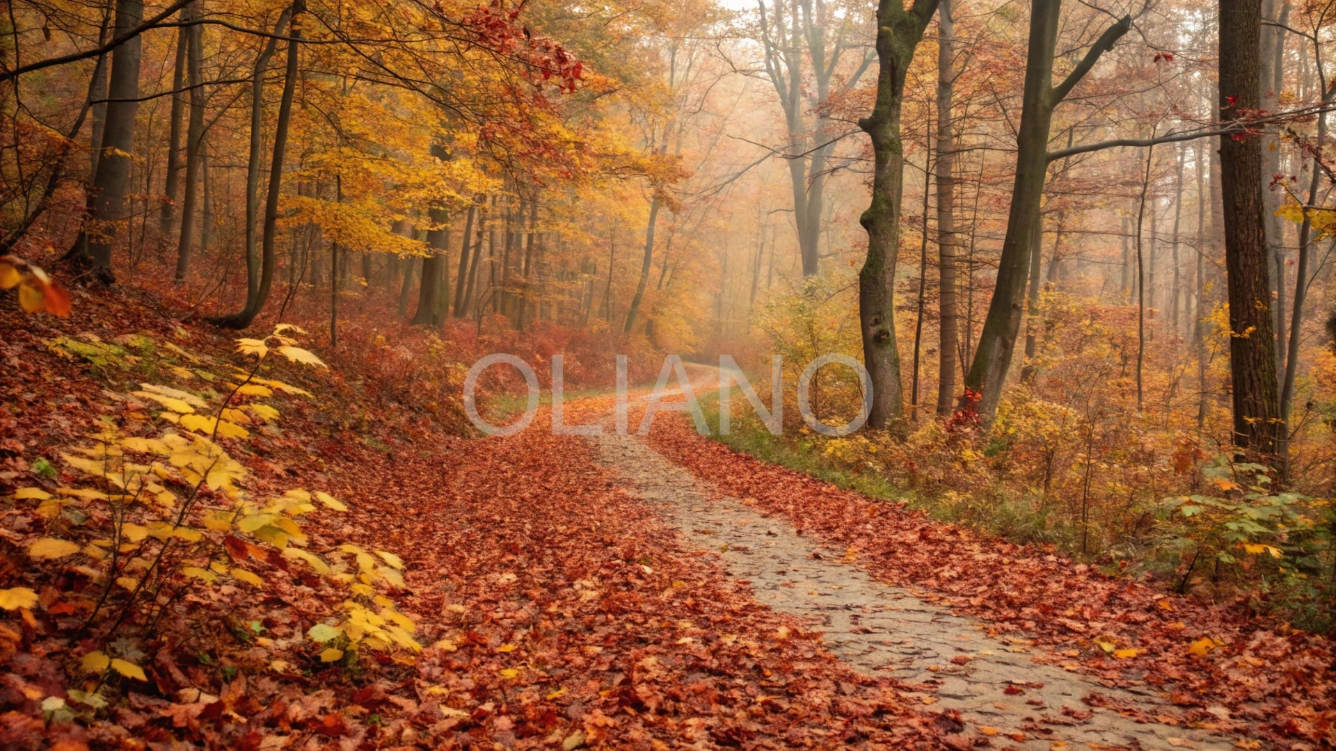 Leafy Forest Path