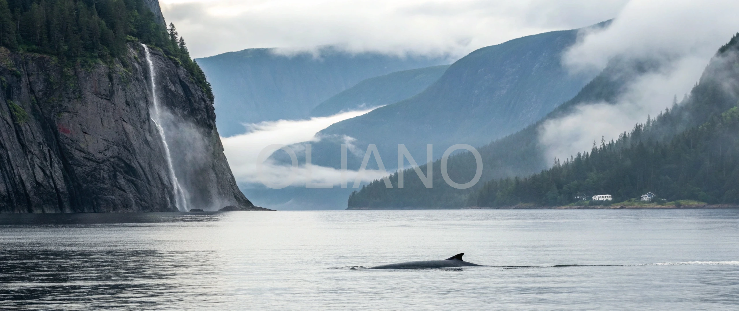 Minke Whale’s Fjord Shadow