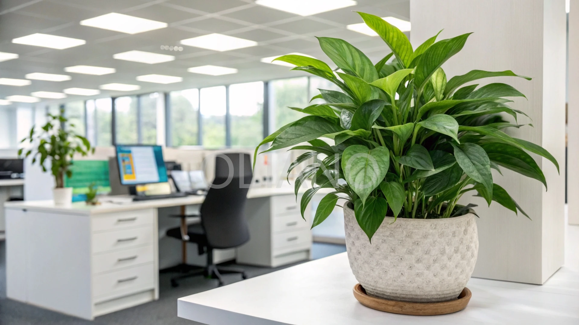 office plant