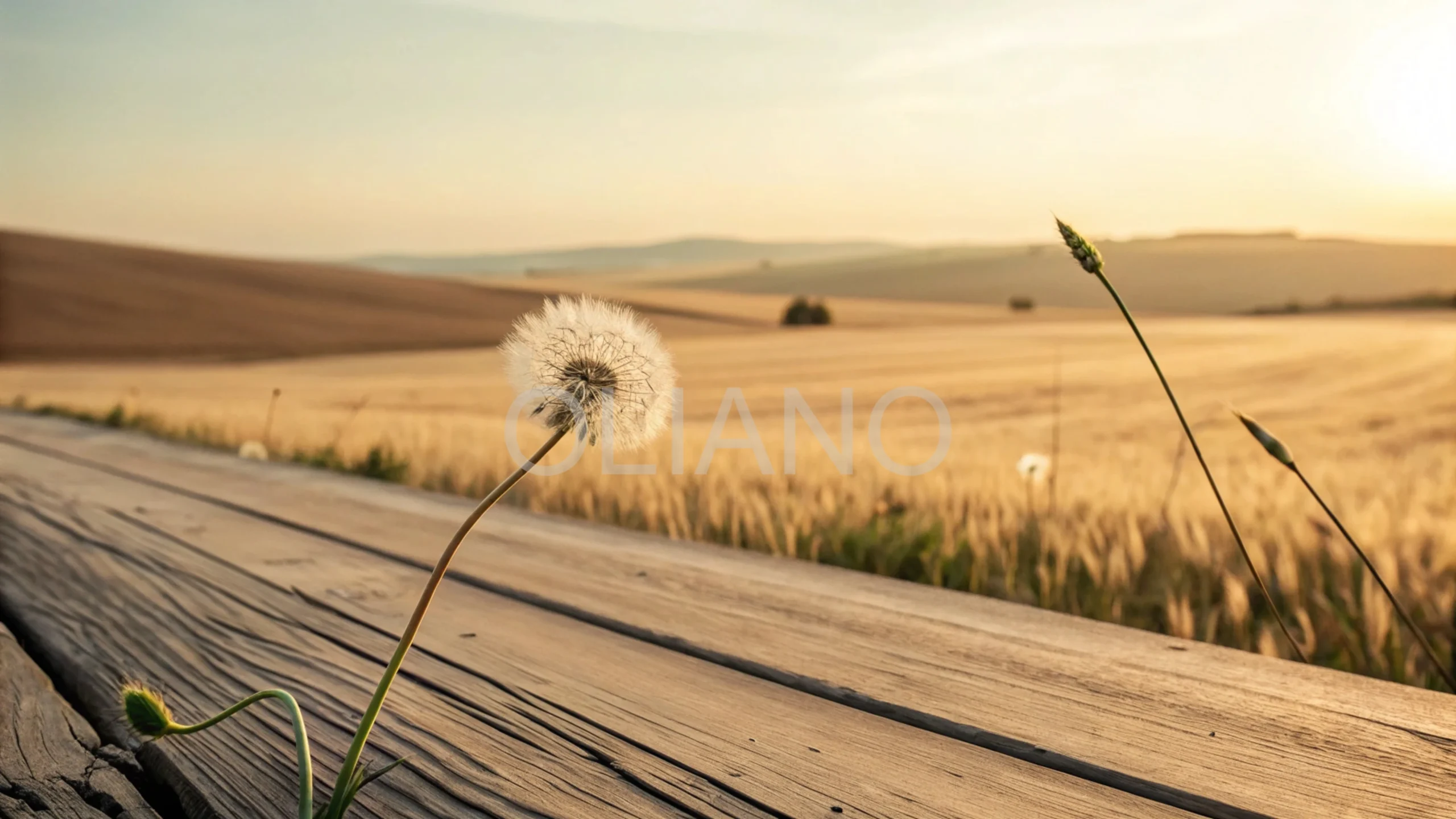 Dandelion Seed Prairie Glow