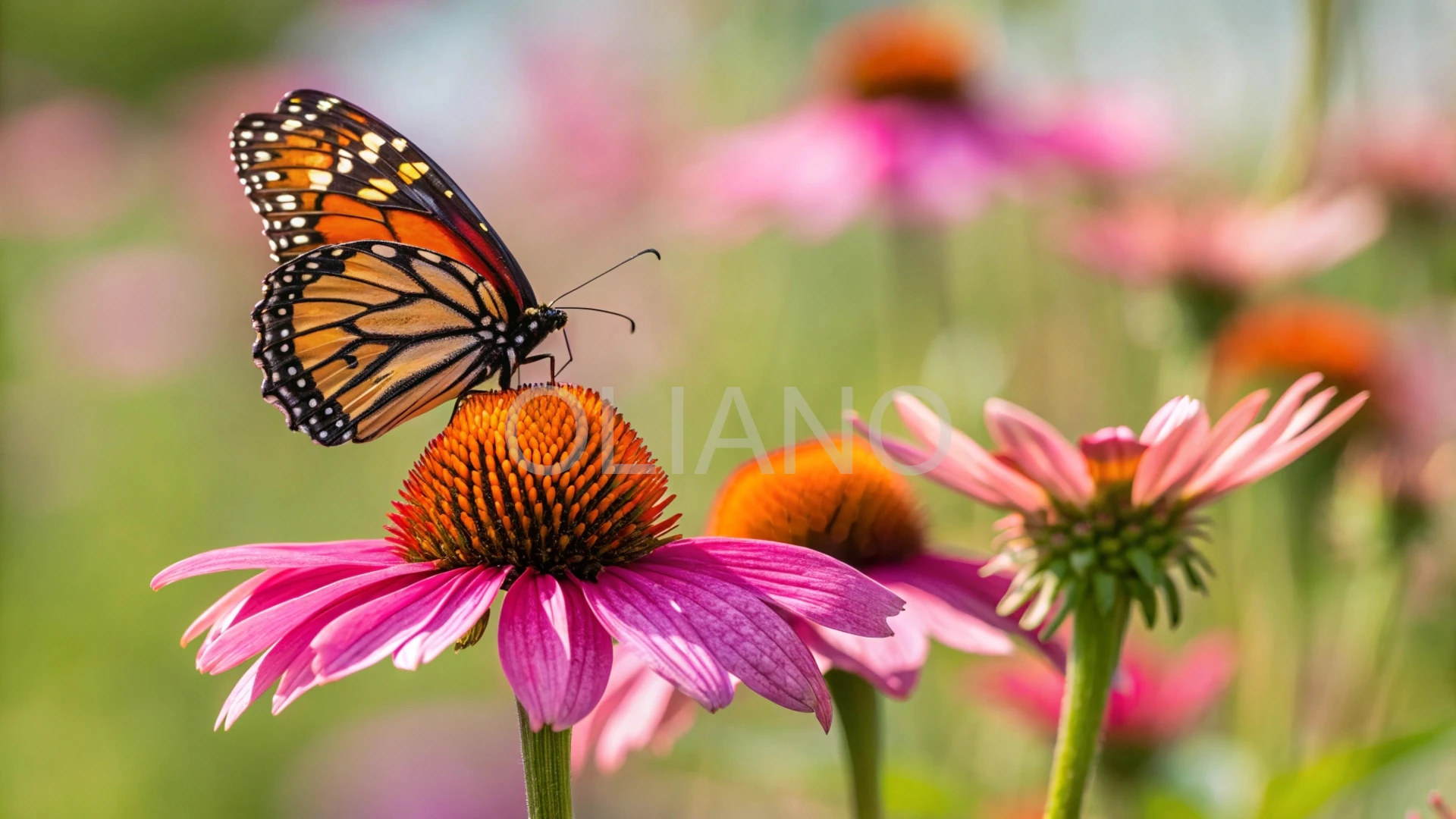 Butterfly on Summer Bloom