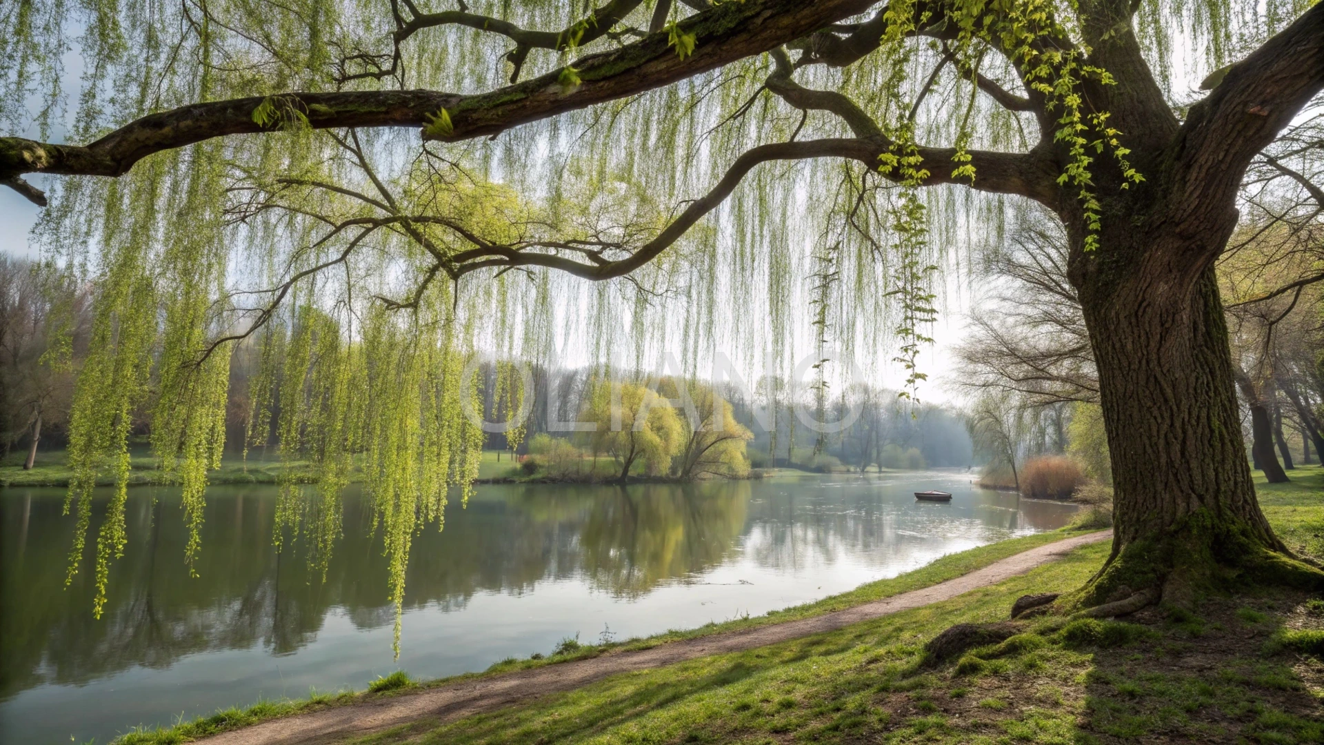 Willow Pond Reflection
