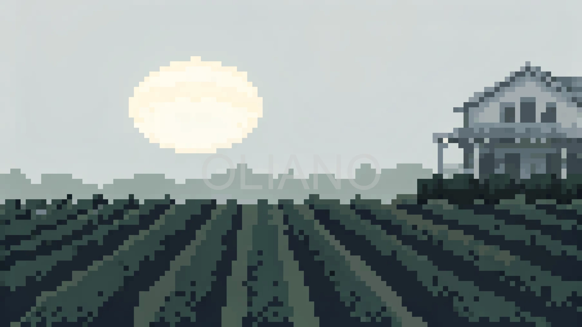 Golden Vineyard Harvest