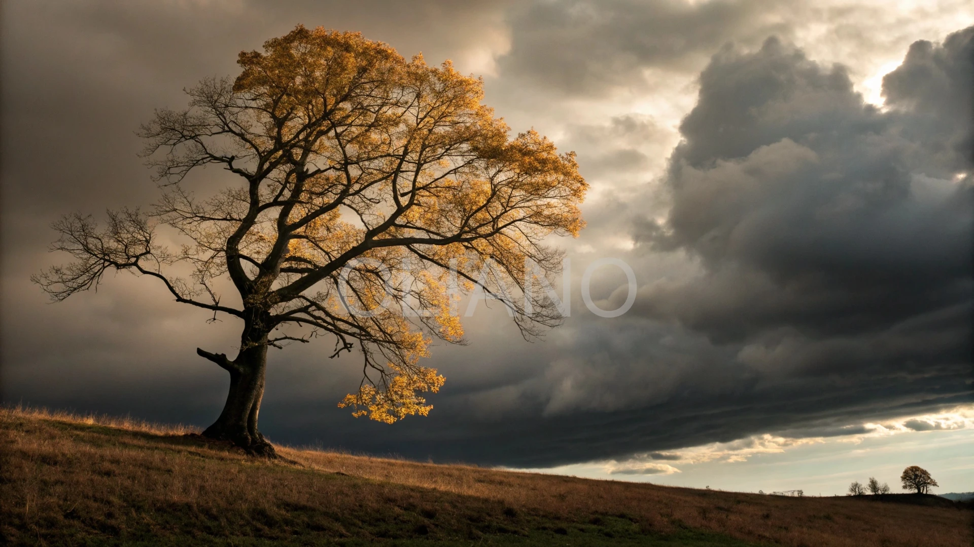 Stark Autumn Silhouette