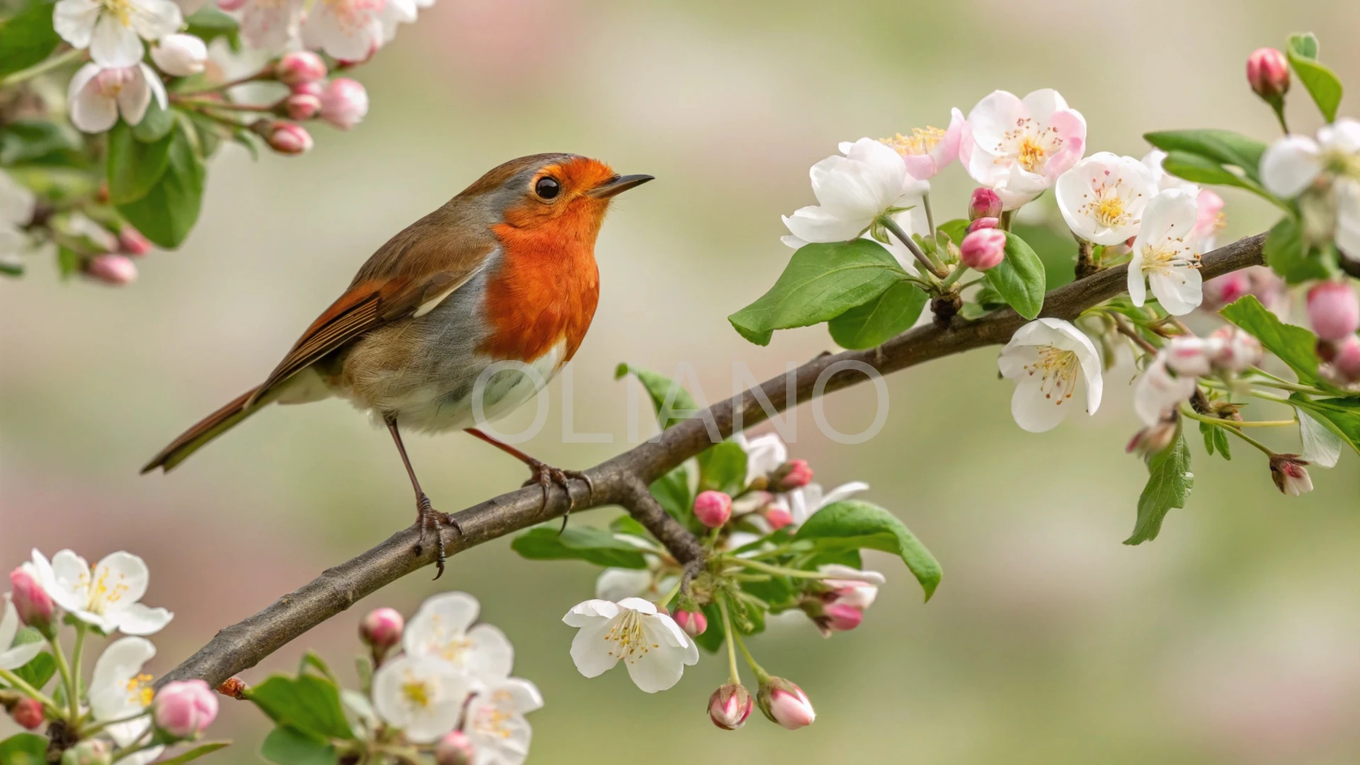 Robin on Blossom Branch
